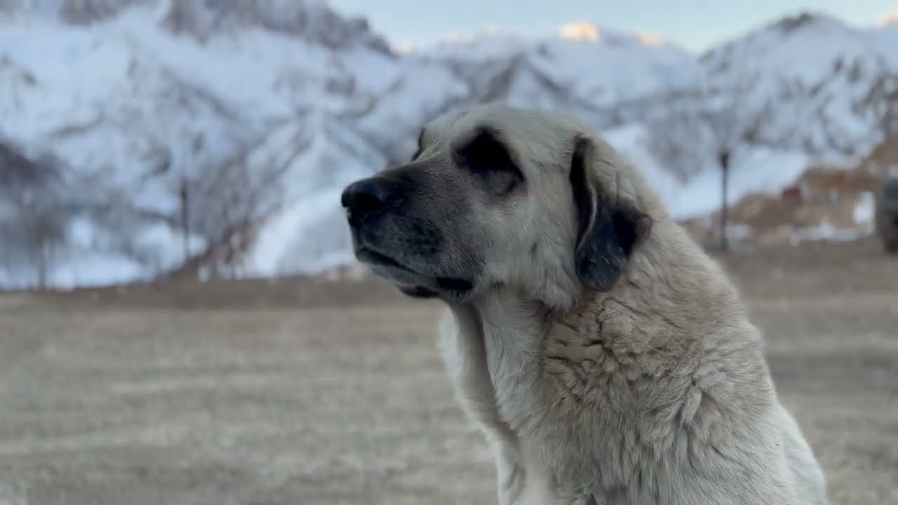 GAĞAN 2024 / Dersim, Pülümür, Askireg Köyü