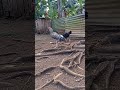 my Farm Update Shamo-Aseel