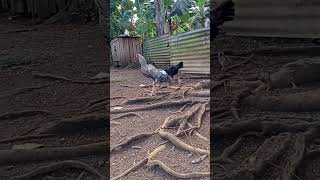 my Farm Update Shamo-Aseel