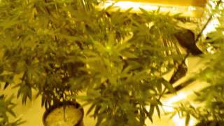 week 2 of flower