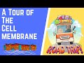 Cell Membrane and Homeostasis Quiz