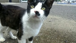 猫島、港町を歩いてたらそこら中猫だらけ
