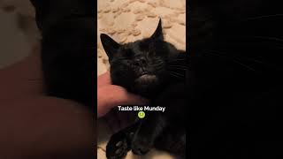 Case Of The Mondays #stateofkansass #cat #funnycats #shortsfeed #funnypets #funnyanimals #funny