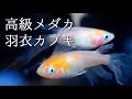 【メダカ】一匹◯◯◯◯円の美しすぎるメダカ「メダカ園たむら」【錦メダカ】