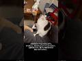 お願い 猫を探しています。AIではありません。