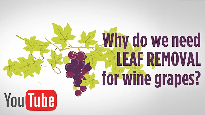 Why do we need leaf removal when growing wine grapes?