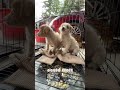 Abandoned Puppies Rescue — 3 Tiny Stray Puppies Saved From Street Stray Puppies Rescue
