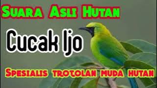 Suara cucak ijo asli hutan jerih dan jelas, untuk cucak ijo trotol muda hutan