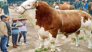 MOMENT LANGKA SAPI RAKSASA KELAS EROPA TURUN DARI TRUK ‼️🔥🔥🔥