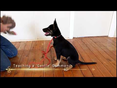 Videó: Kiskutya tanítása, hogy gyengéden játsszon a macskával