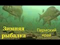 Зимняя рыбалка. Огромная стая густеры и леща. Река Сылва. Пермский край