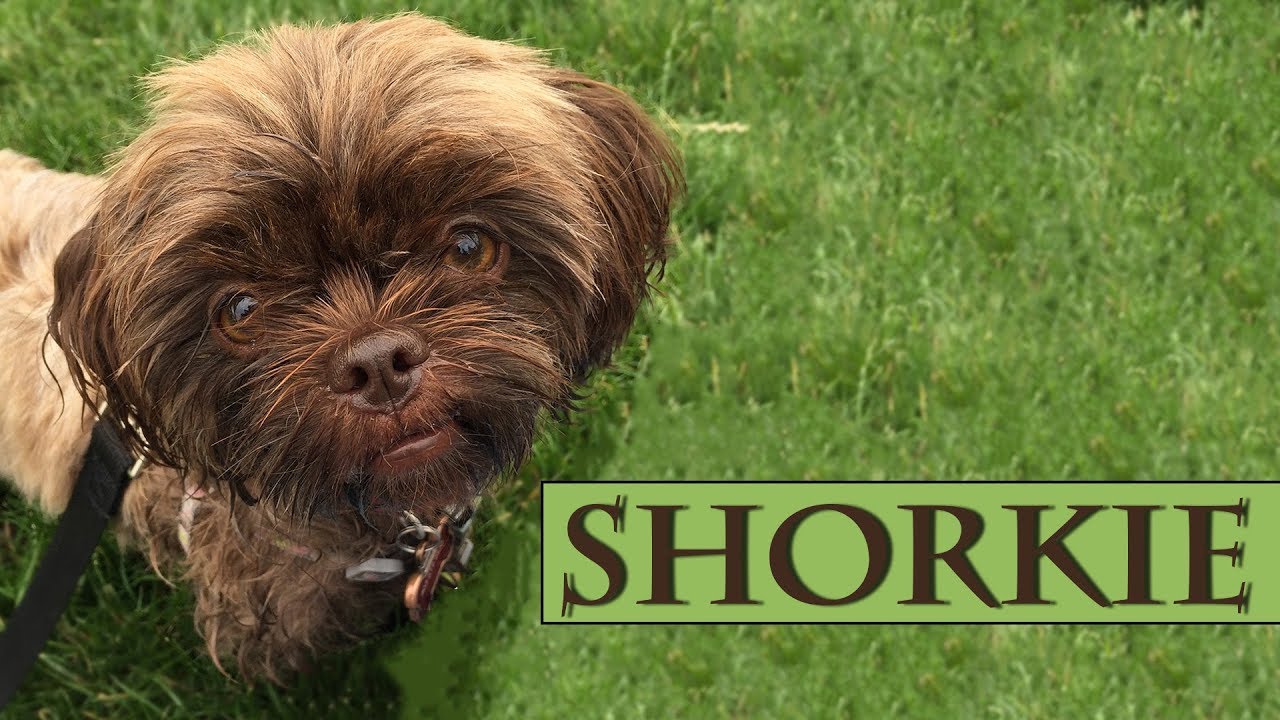 shorkie dog breed