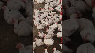 ✨..#murga #business #farming #poultry #ytshorts #youtubeshorts #poultryfarming #poultryfarm #yt