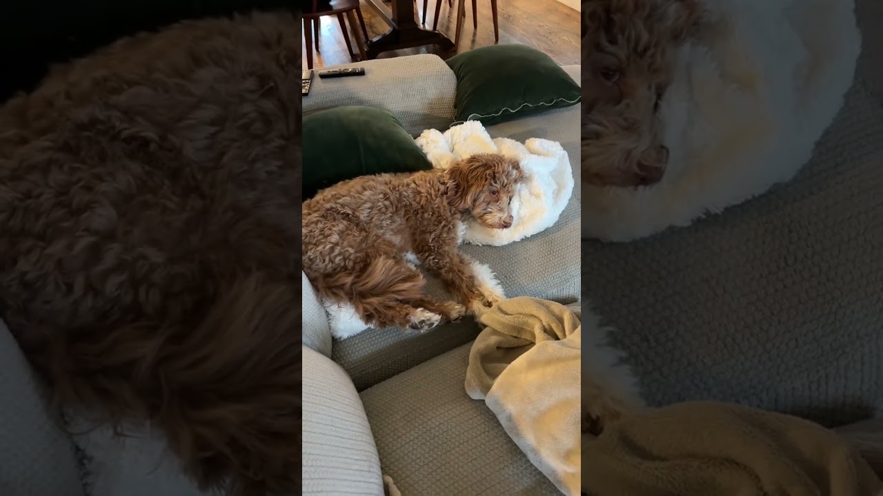 @olliedoodledoggie: cuddle boy 