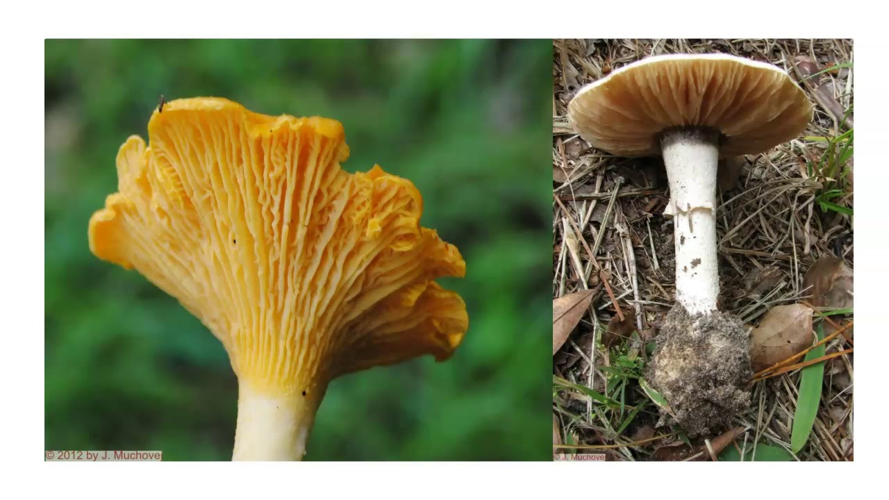 Basidiomycota