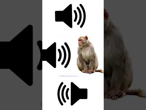 Monkey Sound Effect Copyright Free Sound Effect ! #monkey #viral #sound #soundeffects #trending