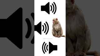 Monkey sound effects #short//