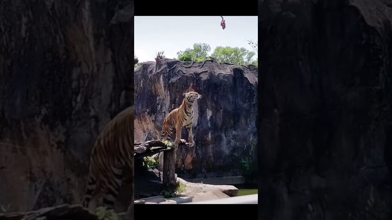 A TIGER JUMP SO HIGH, FOR THE FOOD, # SHORTS