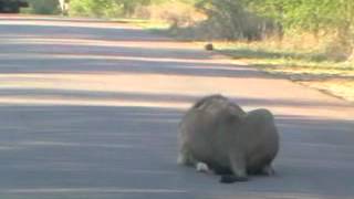 lion charging 3 hyaena