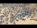 DOVE | PAVURALU | Pigeons | 4K VIDEO | ULTRA HD VIDEO Mp3 Song