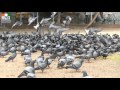 Dove  pavuralu  pigeons  4k  ultra