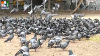 DOVE | PAVURALU | Pigeons | 4K VIDEO | ULTRA HD VIDEO