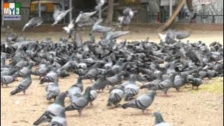 DOVE | PAVURALU | Pigeons | 4K VIDEO | ULTRA HD VIDEO