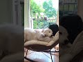 Cutest Dog Moments That Will Melt Your Heart! 🐶❤️ #cute #dog #funny