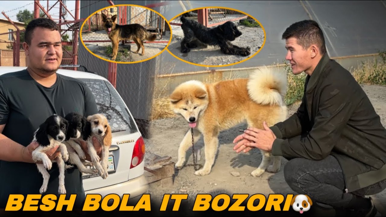 ФАРГОНА  БЕШБОЛА ИТ БОЗОРИ НАРХЛАРИ! Ферганский собачий рынок 2025