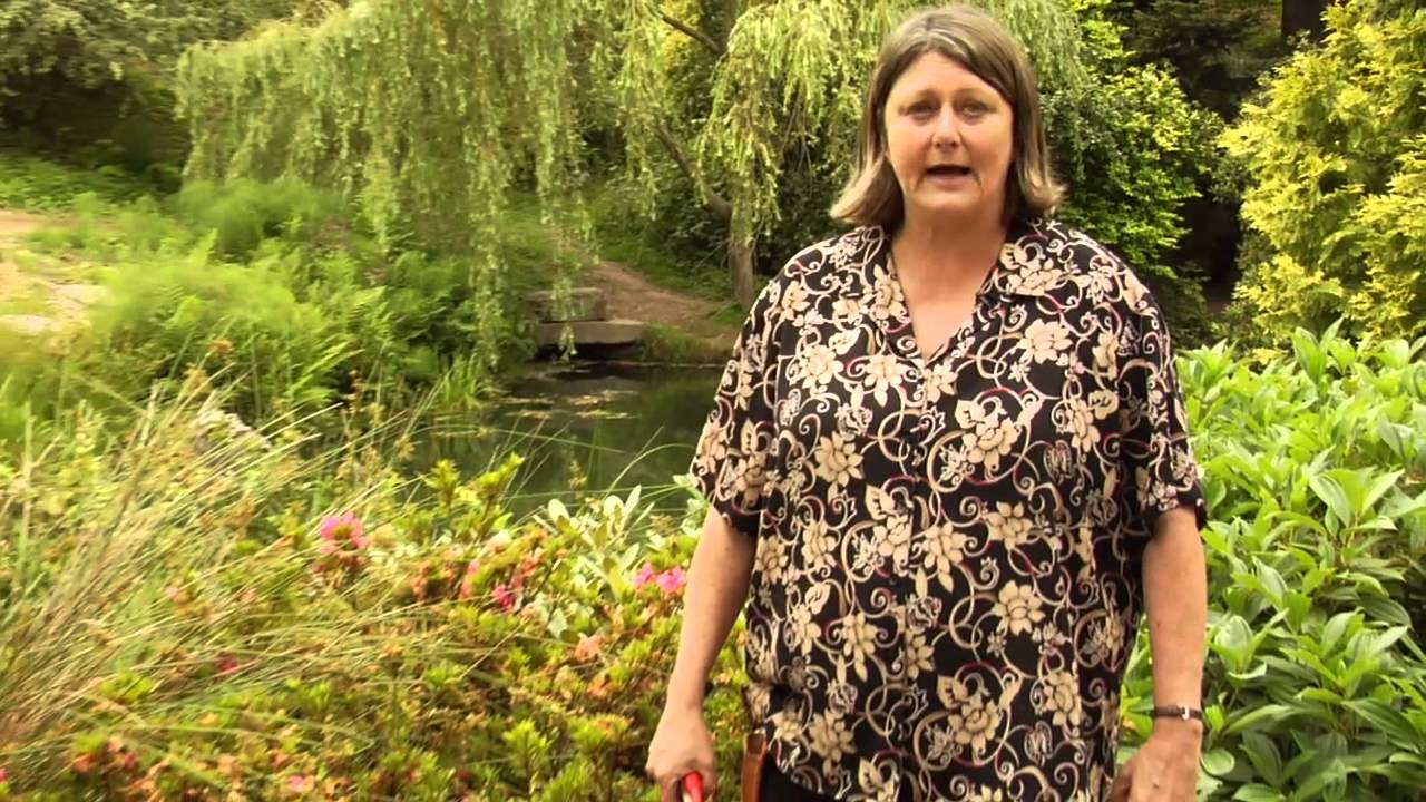 How to Prune Evergreen Azaleas Instructional Video w