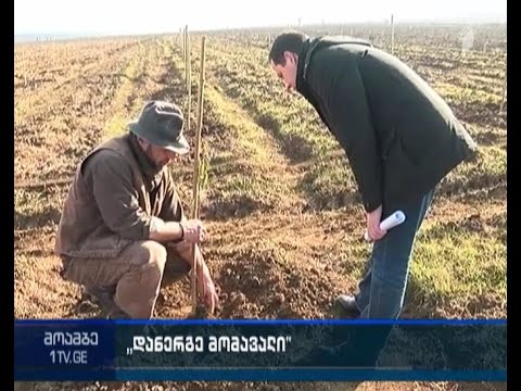 \"დანერგე მომავალი\" - სოფლის მეურნეობის სამინისტრომ პროგრამის ფარგლებში 76 განაცხადი დაამტკიცა