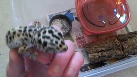 Leopard Gecko Basic Setup and Care - Benjamin