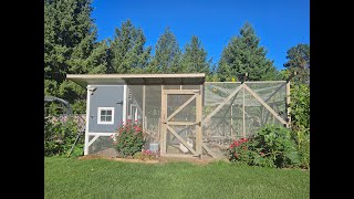 The BEST Plants To Grow Around Your Chicken Coop #chickencoop #chickens #backyardchickens #homestead