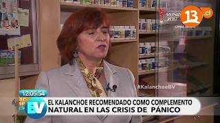 The benefits of kalanchoe (Part 1) | Welcome