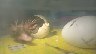 Buff Duckling Hatching