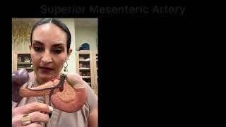 Abdominal Blood vessels (Accessory organs - 3D model)