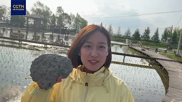 Рисовые поля на каменных плитах. Как это возможно?