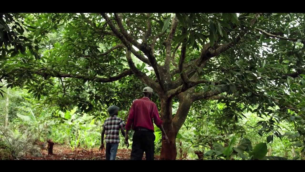 Kenya's avocado exports YouTube