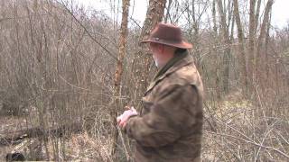 Useful and Medicinal Trees of the Eastern Woodlands (River Birch).wmv