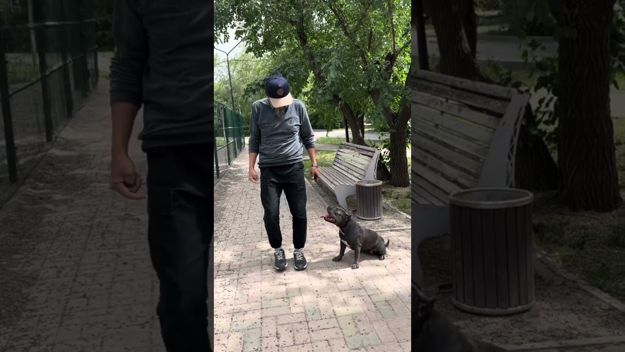 Агрессивная «Булли».