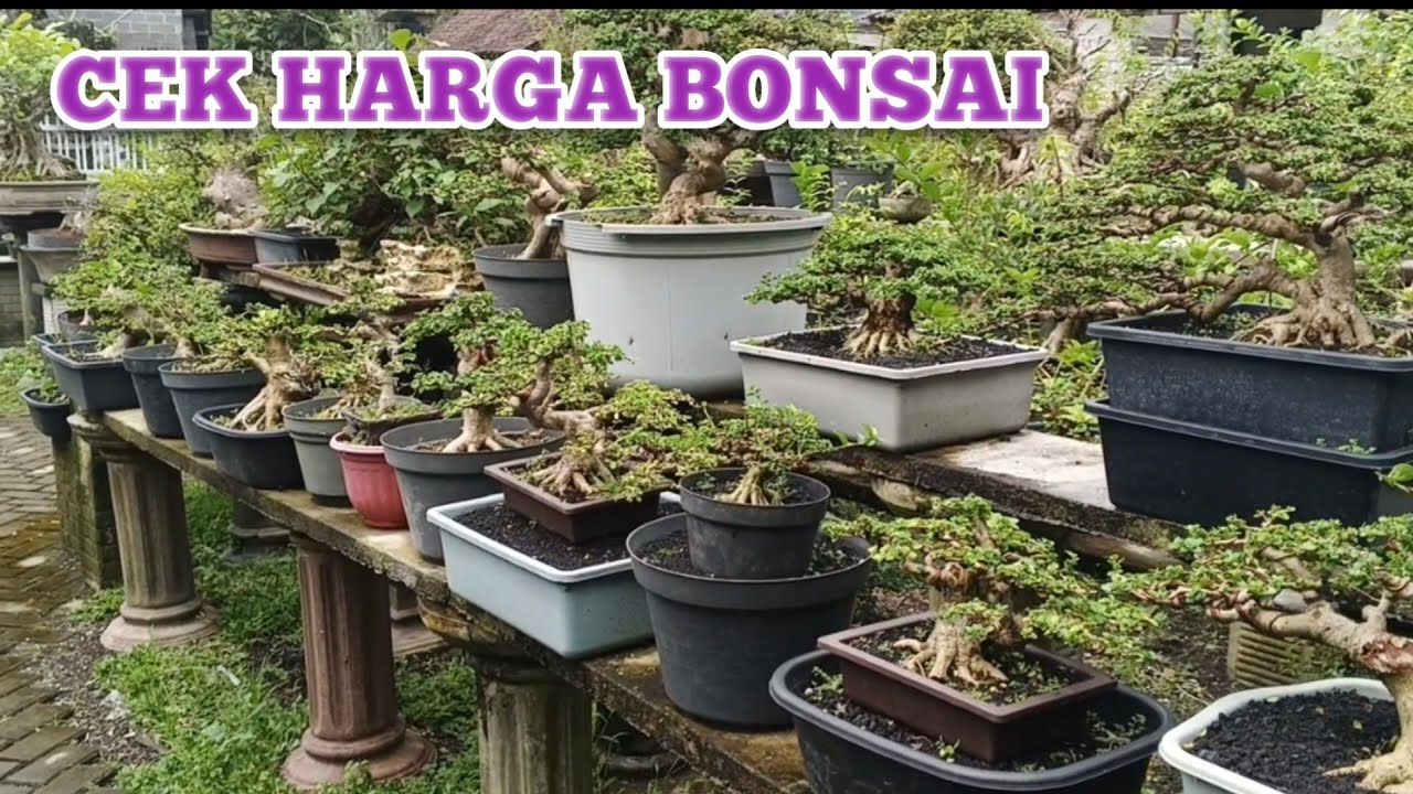 Уточните цены на бонсай в период Рамадана: 085336075859