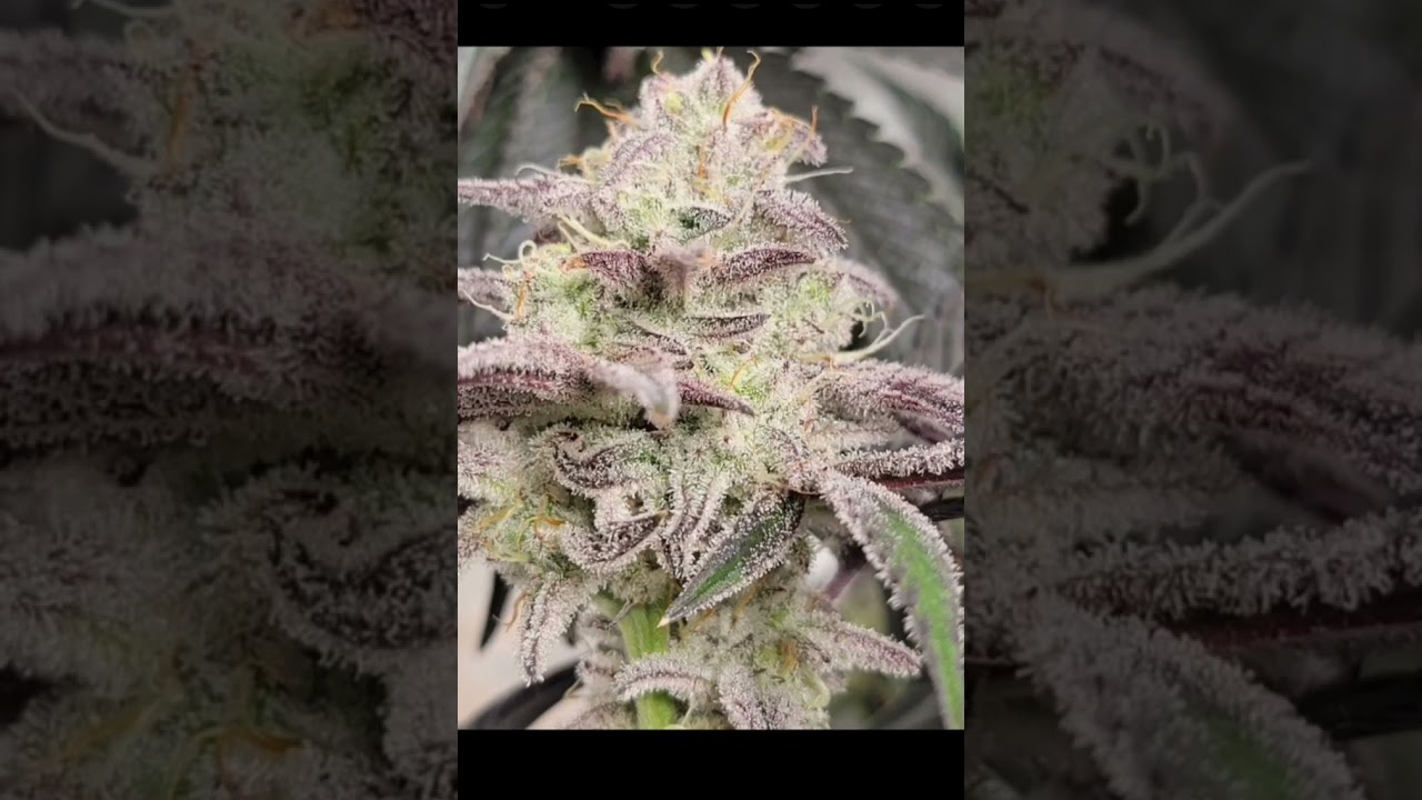 exotic MaxP acai gelato x kush mints 11 x bacio 41 x Mac1