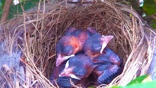 Nestlings in the nest
