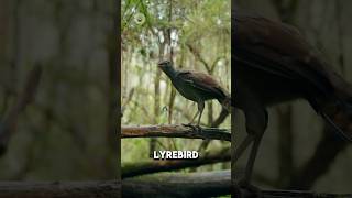 Download Lagu This bird can copy any sound 🤯 #shortvideo #shorts #facts MP3