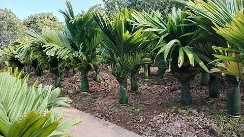 Hướng Dẫn Phân Biệt Cau Lùn vs Cau Cao Tránh Nhần Lẫn Khi Mua Hàng Lh/Zalo:0969450190 | Cây Hoa Việt