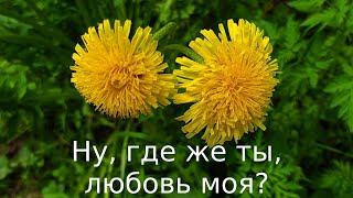 "Ну, где же ты, любовь моя?" песня под гармонь