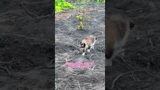 🗓️ Один день из жизни котика: грязные лапы и чистота! #хлоргексидин_в_доме арт166791359