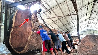 Horrible Cleft Lip Rain Tree Monster!! Crushed on a large sawmill table