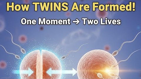  3D You Won’t Believe How Twins Begin! | Twin Fertilization Explained in 3D Animation