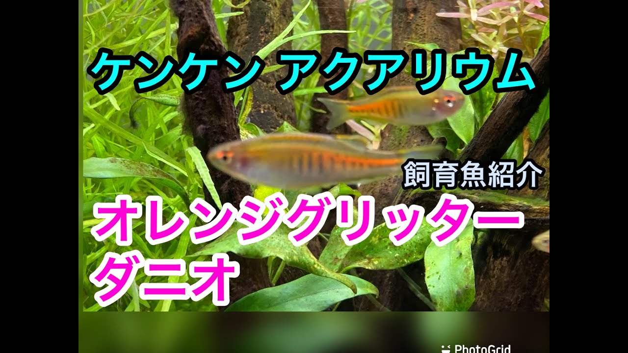 ケンケン アクアリウム《飼育魚紹介 オレンジグリッターダニオ